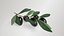 Black Olive Branch 3D