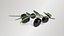 Black Olive Branch 3D