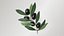 Black Olive Branch 3D