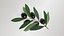 Black Olive Branch 3D