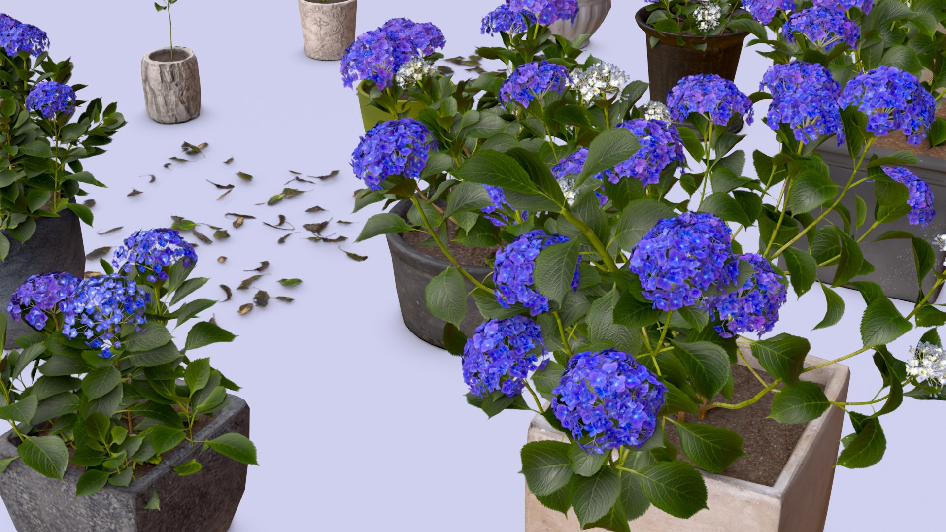 Flowers Bigleaf Hydrangea in Pots for Archivis Low-poly 3D model model https://p.turbosquid.com/ts-thumb/MX/ITNLiY/VI/render_006/png/1657263676/1920x1080/fit_q87/2be8bd1b609a7c9a0909149690787fb0b4ef5c5f/render_006.jpg