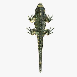 Iguana