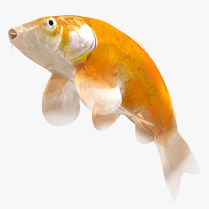 3D Japanese Carp Fish Rigged L1837 model