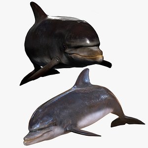 DOLPHIN RIGGED ANIMATED FISH