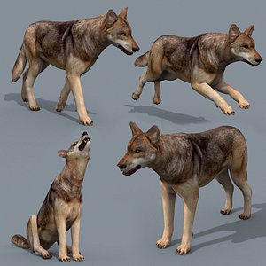 My Coyote - 3d animated coyote model 3D model
