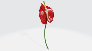 3D Anthurium flower