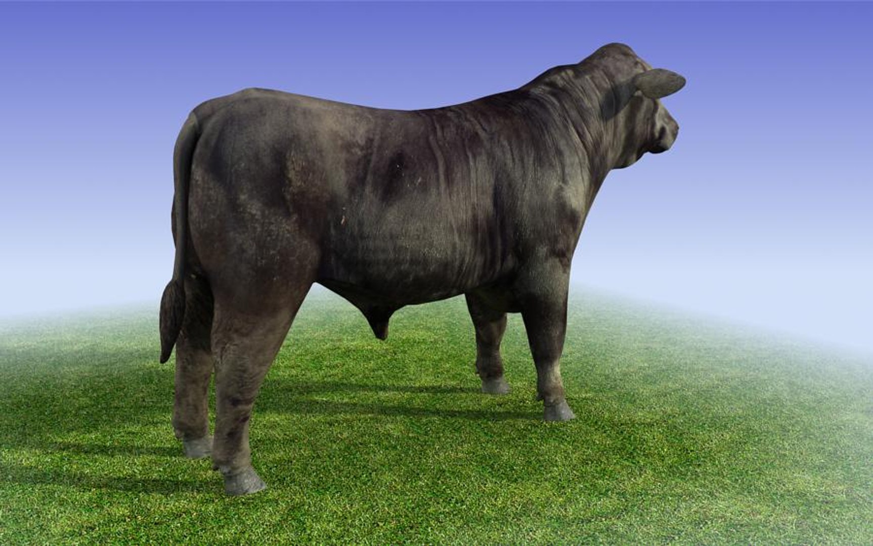 black bull 3d model https://p.turbosquid.com/ts-thumb/MX/rx3o6B/DuE75RzV/black_bull_3dmodel_sample05/jpg/1264161097/1920x1080/fit_q87/3c3b8f65ff175547bf4ead6d3050c4c413f58767/black_bull_3dmodel_sample05.jpg