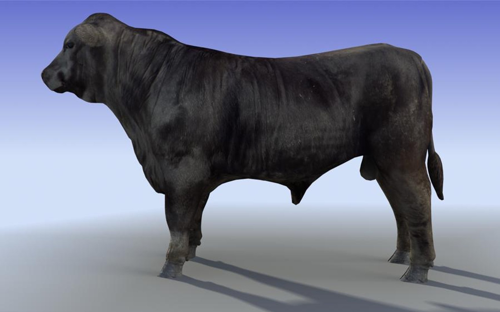 black bull 3d model https://p.turbosquid.com/ts-thumb/MX/rx3o6B/wS85QqXE/black_bull_3dmodel_sample02/jpg/1264161097/1920x1080/fit_q87/80c901dc3d982d06f77caf76481327c63f4dc277/black_bull_3dmodel_sample02.jpg