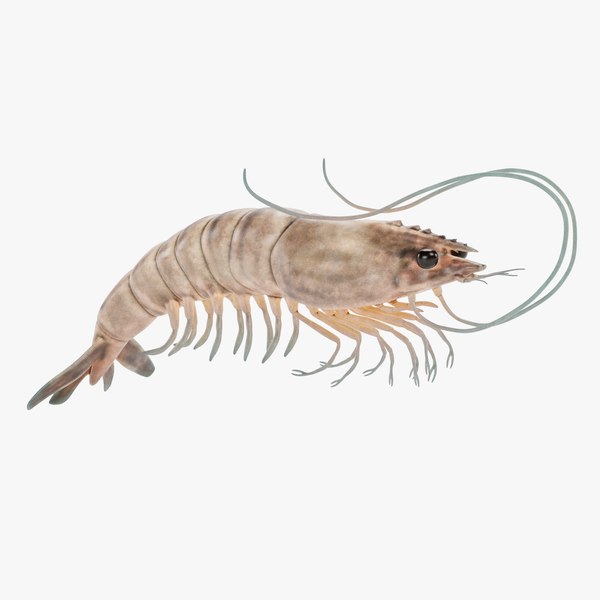 Free 3D Shrimp Models TurboSquid