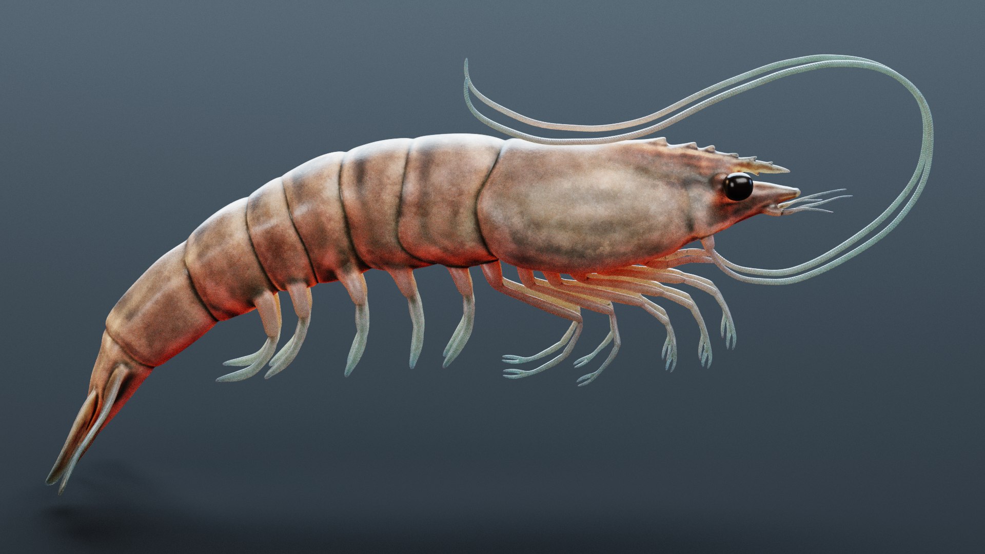 26,844 Prawn Shrimp Design Images, Stock Photos, 3D objects