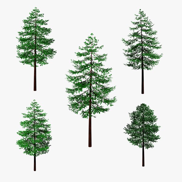 Douglas Fir 3D Models for Download | TurboSquid