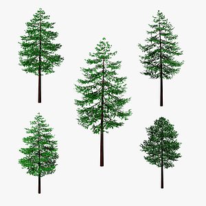 Douglas Fir Tree