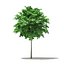 Modèles CGAxis Volume 76 Arbres X