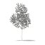 Modèles CGAxis Volume 76 Arbres X