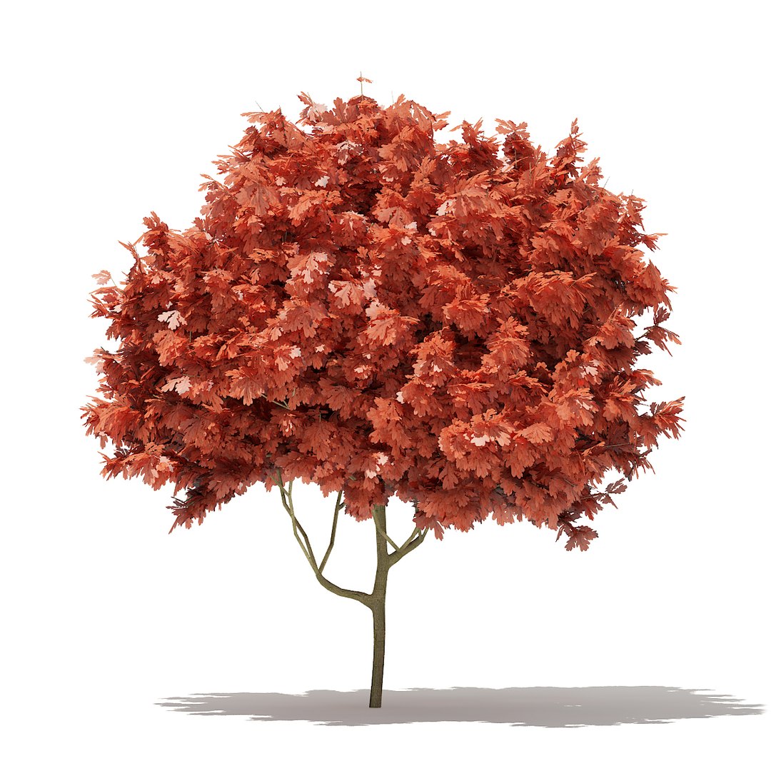 3D model volume 76 trees x https://p.turbosquid.com/ts-thumb/MY/6aVxwr/nIahq5gN/cgaxis_models_76_16a/jpg/1499713162/1920x1080/fit_q87/f08208933baabe183989449ee54ebed8f59d962e/cgaxis_models_76_16a.jpg