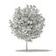 Modèles CGAxis Volume 76 Arbres X