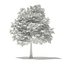 Modèles CGAxis Volume 76 Arbres X