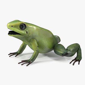 Green Morph Dart Frog Rigged for Cinema 4D