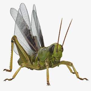 3D model common field grasshopper fur