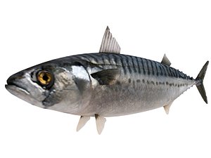 mackerel fish 3D model