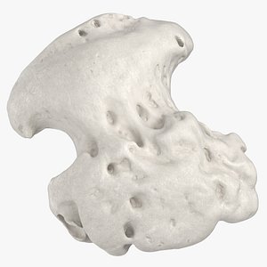 Real Distal Phalanx Bone of Little Toe 01 White