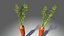 carottes
