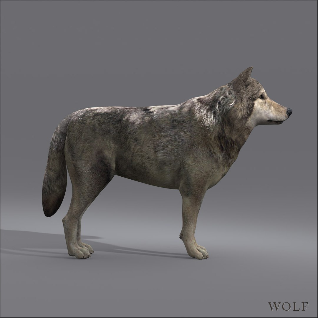 wolf modeled 3d model