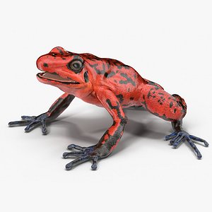 Poison Dart Frog Red