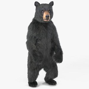 Standing Young Black Bear Fur