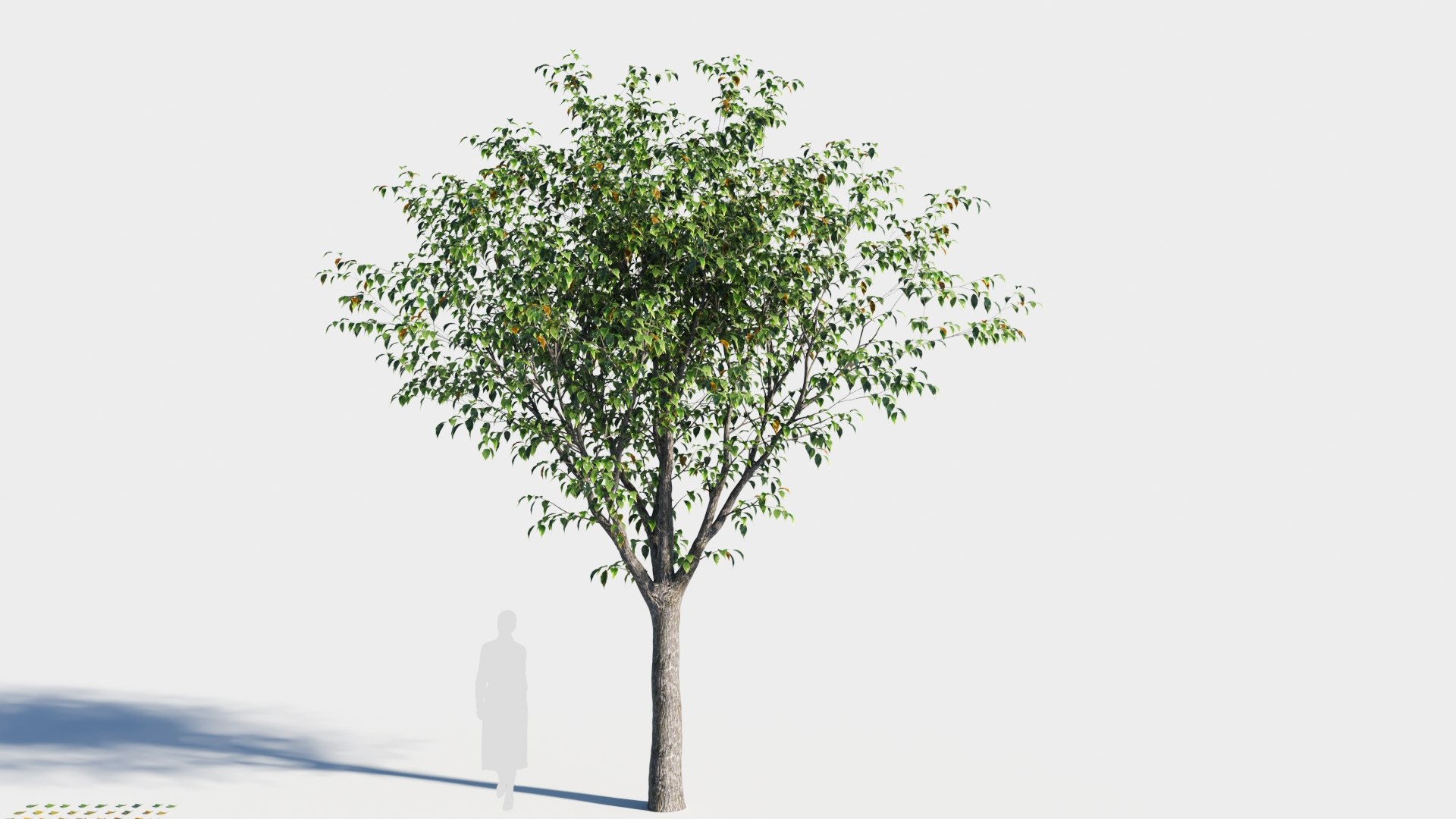 3D Celtis Occidentalis Tree-1 - TurboSquid 2084987