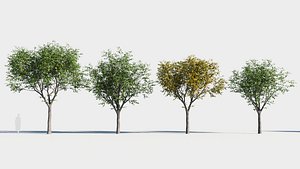 3D Celtis occidentalis tree-1