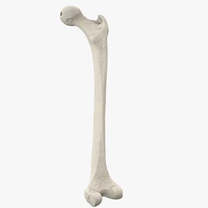 real humerus bone