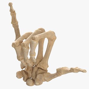 Real Human Hand Bones Hang Loose Sign