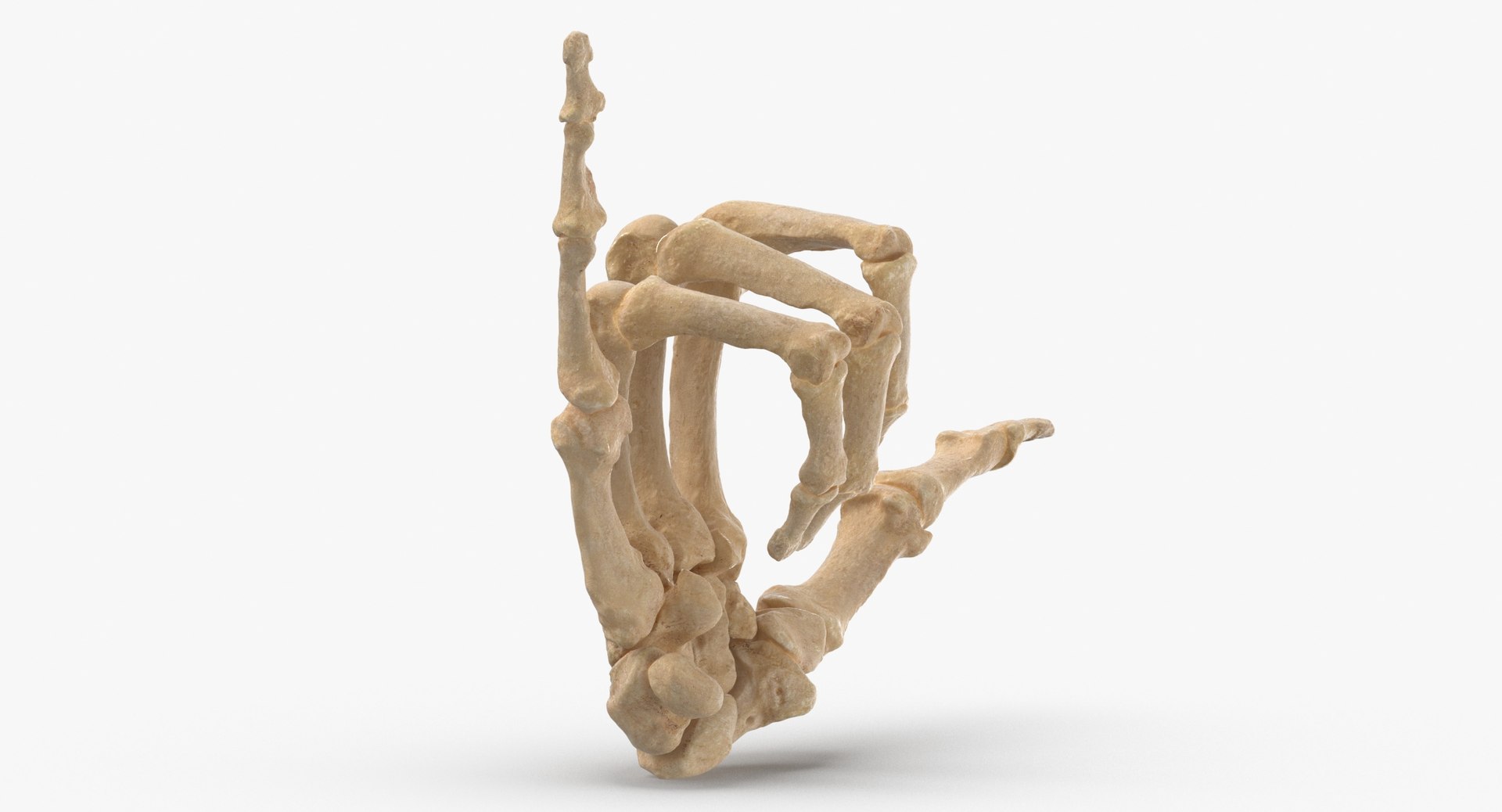 human hand bones hang model https://p.turbosquid.com/ts-thumb/MZ/7lEVRD/MrmJuD9F/human_hand_bones_hang_loose_sign_thumbnail_0006/jpg/1598264046/1920x1080/fit_q87/a0371d97fc227dc1f23d75ab55a395f2f0ab6402/human_hand_bones_hang_loose_sign_thumbnail_0006.jpg