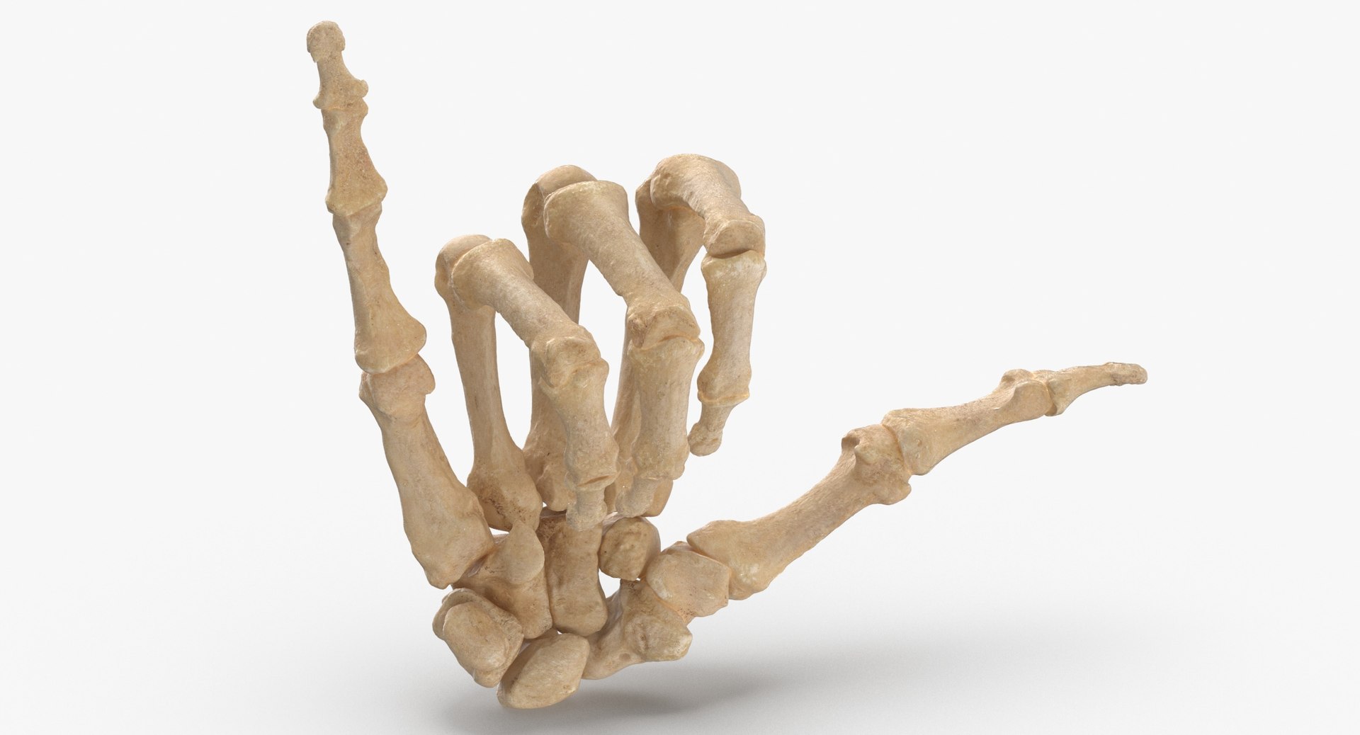 human hand bones hang model https://p.turbosquid.com/ts-thumb/MZ/7lEVRD/c5MDC3Gt/human_hand_bones_hang_loose_sign_thumbnail_0003/jpg/1598264045/1920x1080/fit_q87/948d869ede402156fab186eb78ab66a9f2305cfd/human_hand_bones_hang_loose_sign_thumbnail_0003.jpg