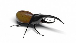 Hercules beetle