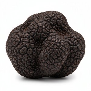 Highly Detailed Truffle 3D model
