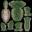 Diplocaulus