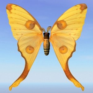 moth argema 3d model