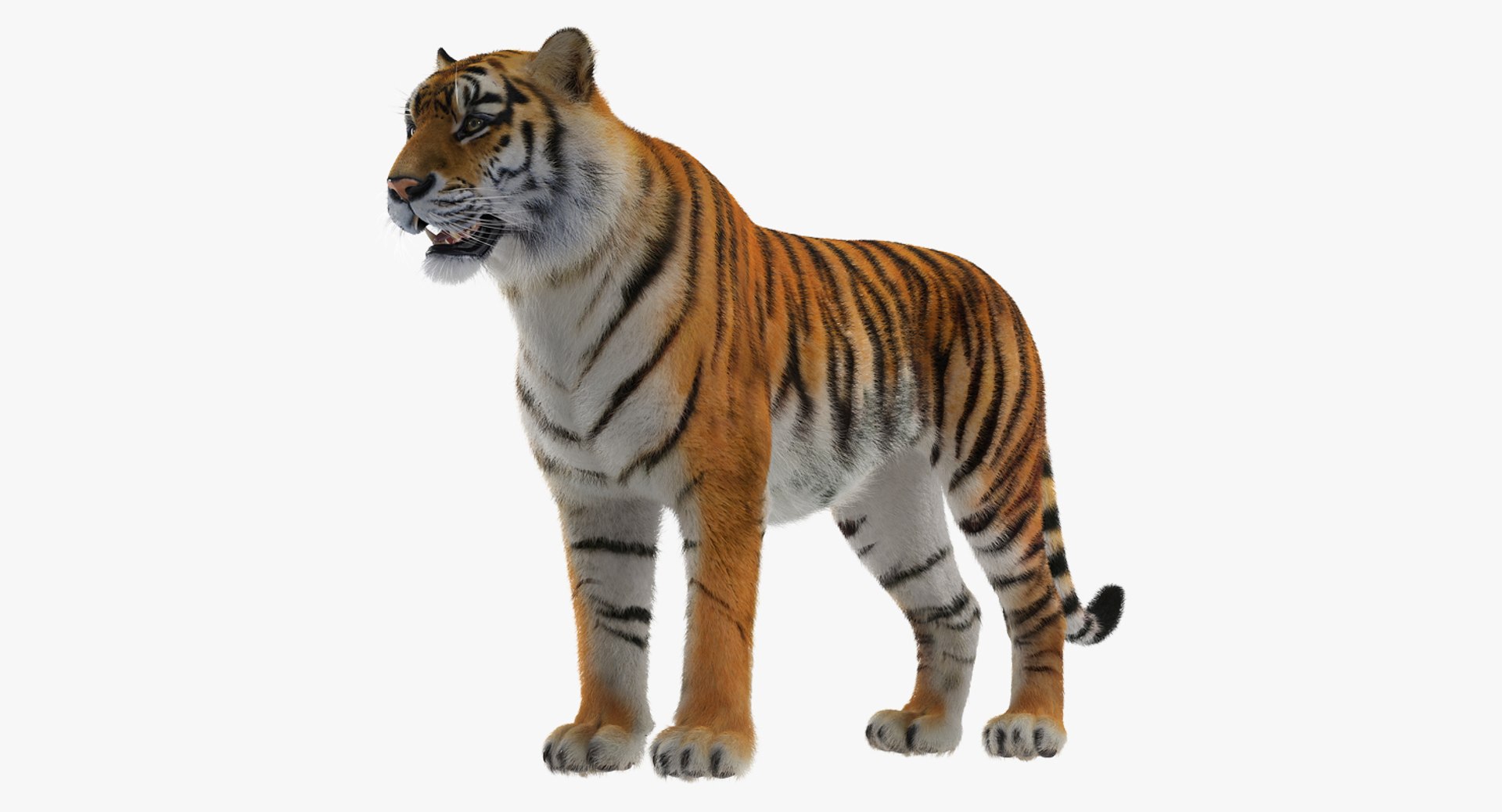 3D tiger fur https://p.turbosquid.com/ts-thumb/MZ/QX2xTM/VJ3Tu8XR/tigerwithfurc4dmodel001/jpg/1522262135/1920x1080/fit_q87/1d04c6bbab026b780e5ecb3ffe65bc78e0d9133e/tigerwithfurc4dmodel001.jpg