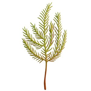 3D seaweed 5 model