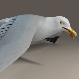 Seagull