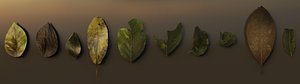 pack 10 leaves 3D model