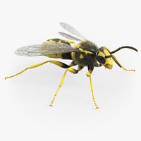 Wasp Vespula Vulgaris Xgen