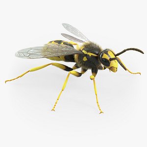 Wasp Vespula Vulgaris Xgen