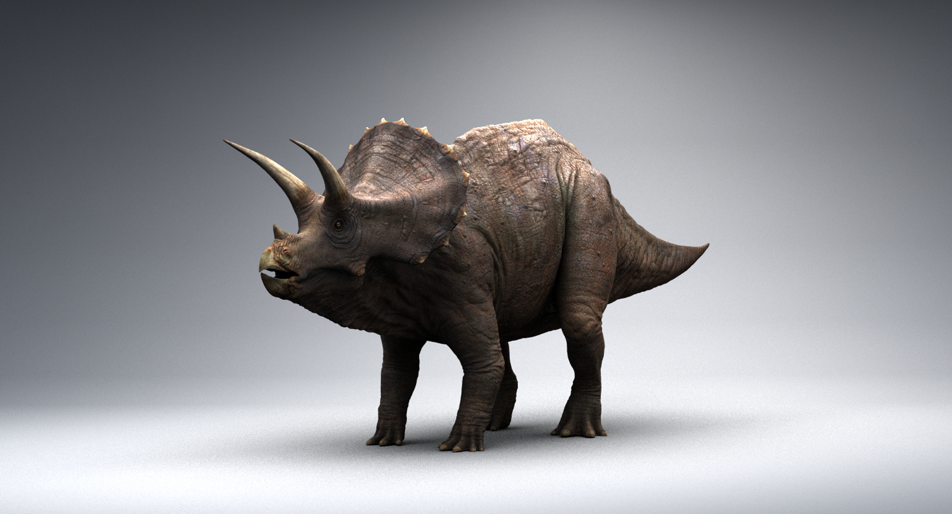 Realistic Triceratops 3d Model