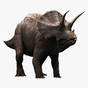 Triceratops