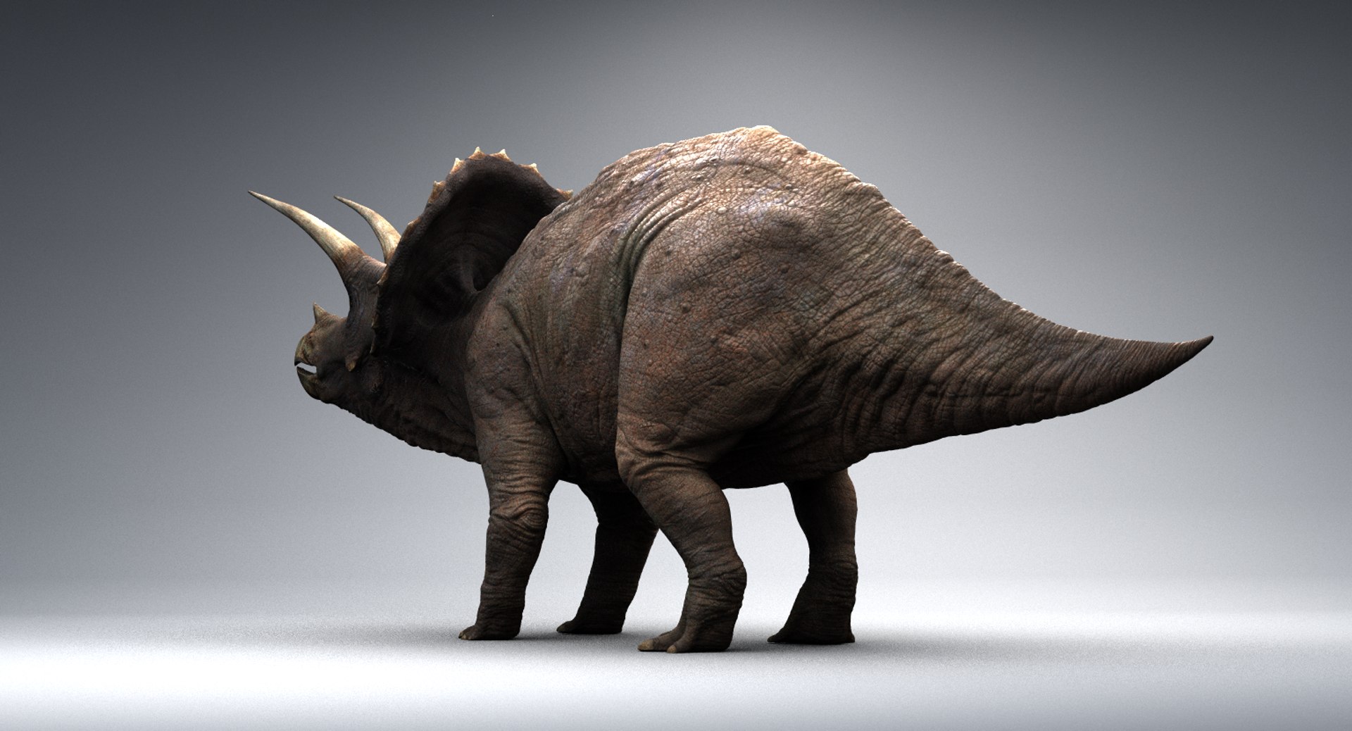 Realistic Triceratops 3d Model