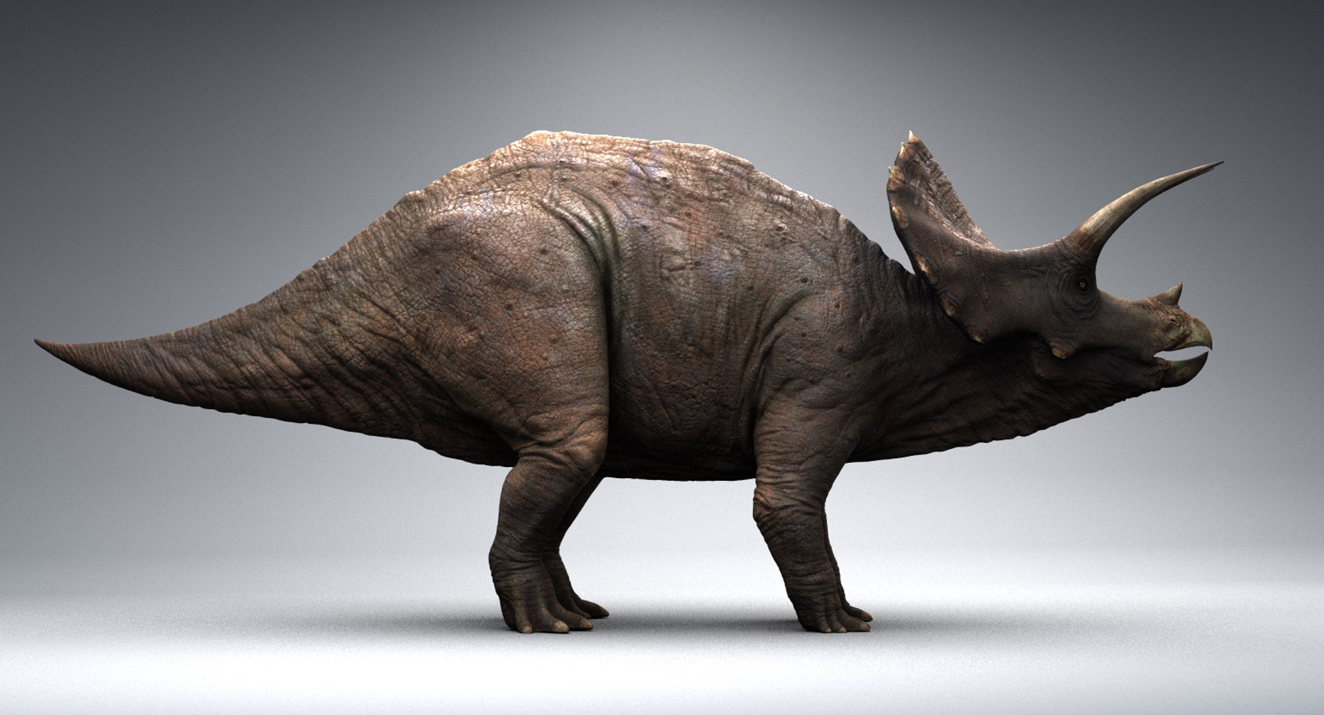 Jogo de Triceratops realista pronto baixo poli Modelo 3D $68