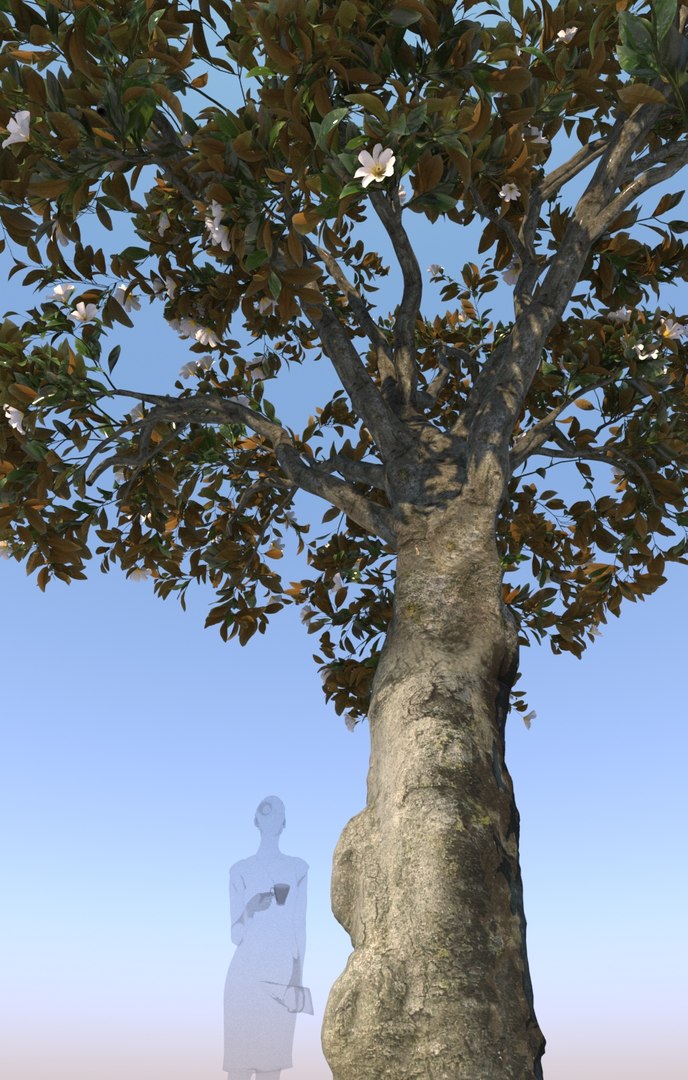 decorative ficus tree nitida 3D model https://p.turbosquid.com/ts-thumb/MZ/rDucKJ/1GABHOoX/gtv_ficus_nitida_tree_decorative_05/jpg/1563809773/1920x1080/fit_q87/59cb61398ed59be8773dba286bf7517789c244a5/gtv_ficus_nitida_tree_decorative_05.jpg